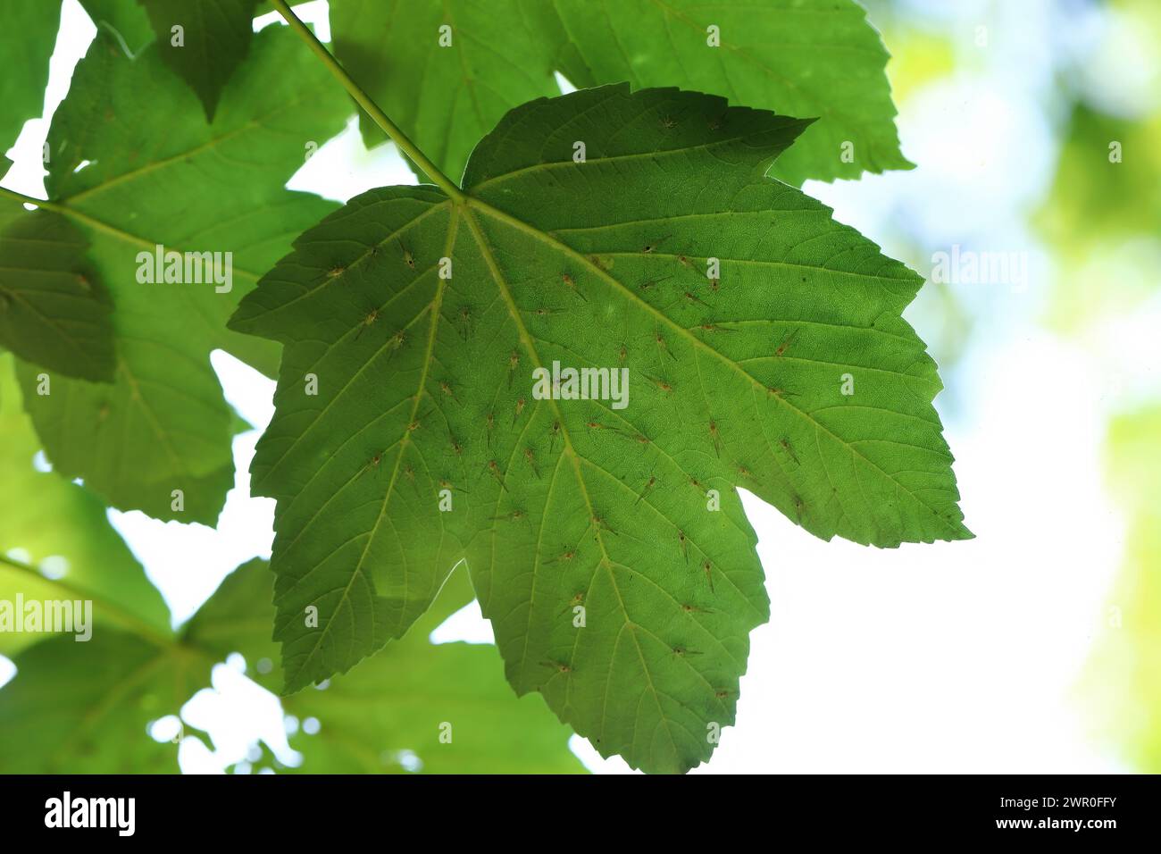 Numerous winged aphids on the underside of a maple leaf. Stock Photo
