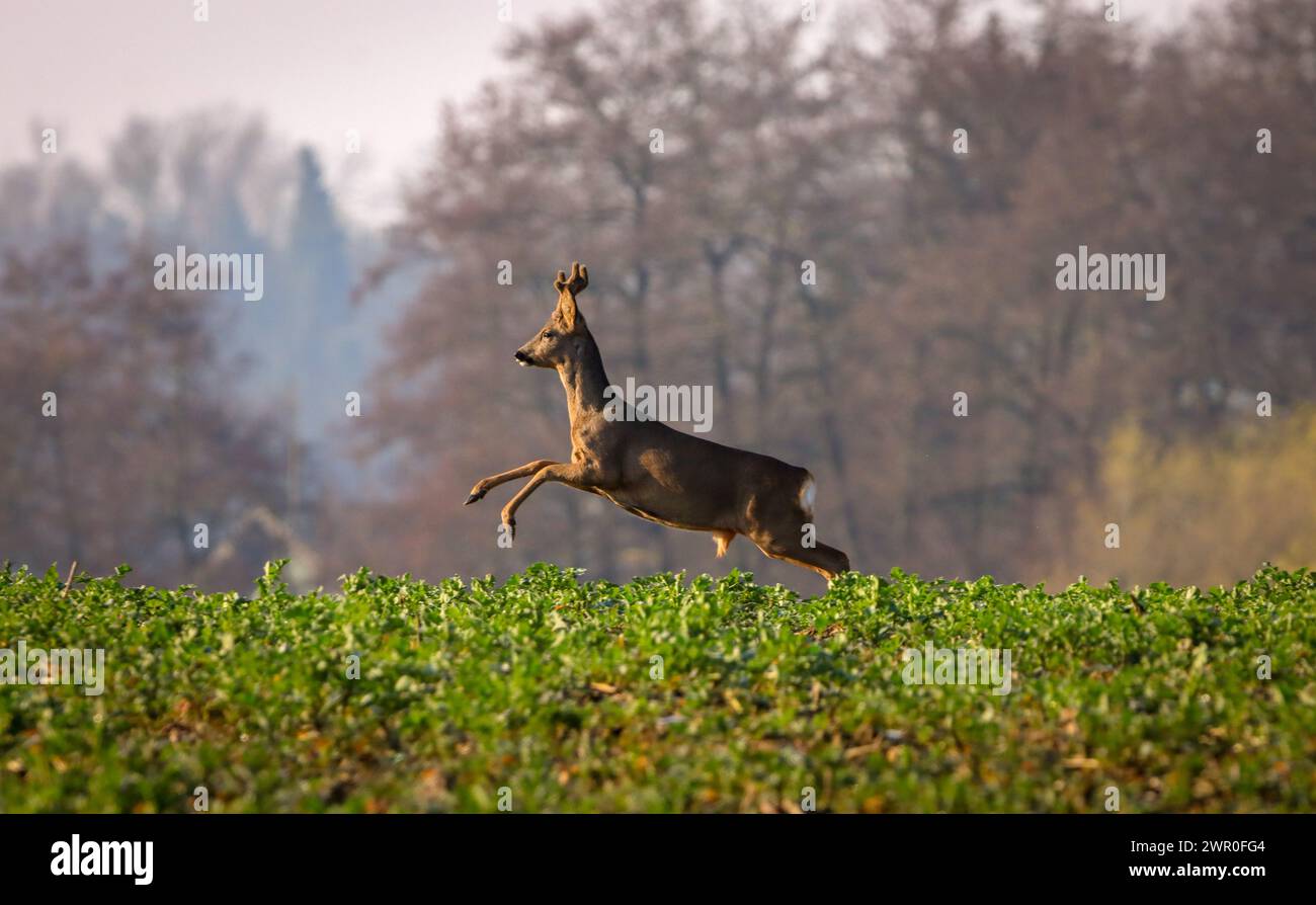deer jumping and running over field Stock Photo