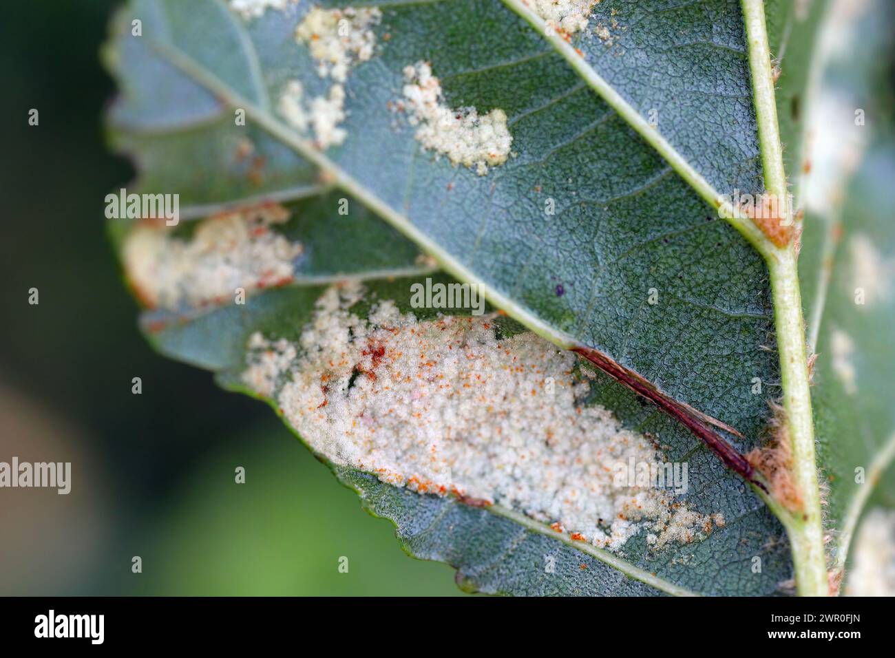 Alder pest (Aceria brevitarsus) - a mite that feeds on the underside of leaves. Stock Photo