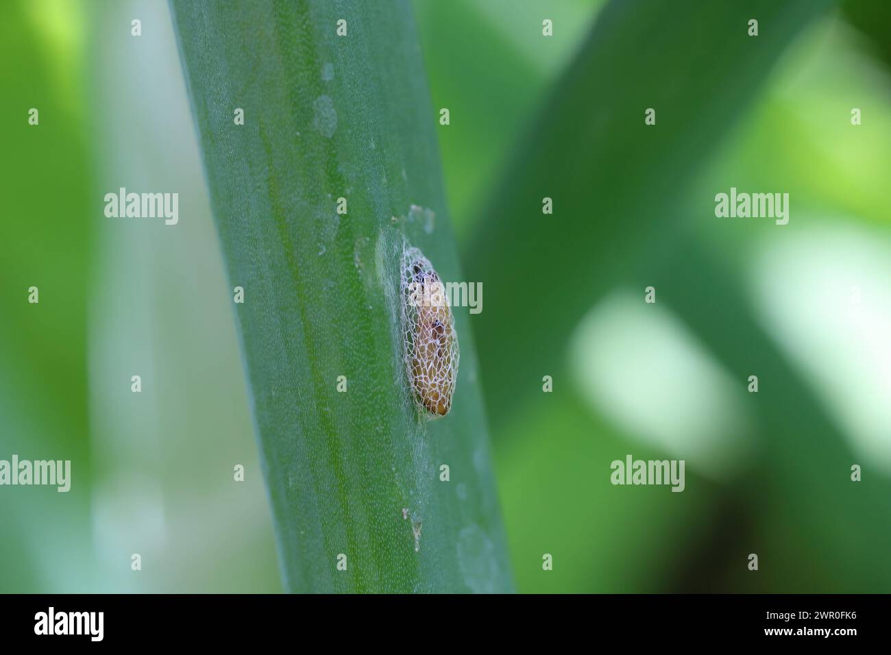Detailed closeup on the pupa of small Leek moth, Acrolepiopsis assectella sitting on onion leaf. Stock Photo