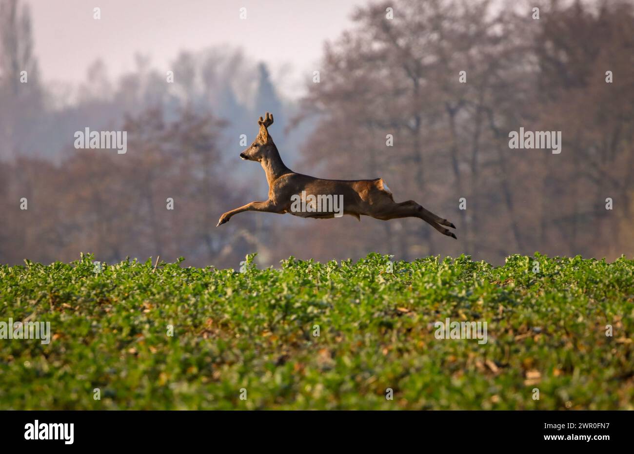 deer jumping and running over field Stock Photo