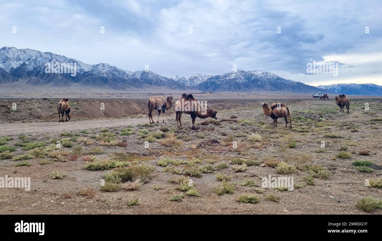 Bactrian camel in Kyrgyzstan Stock Photo
