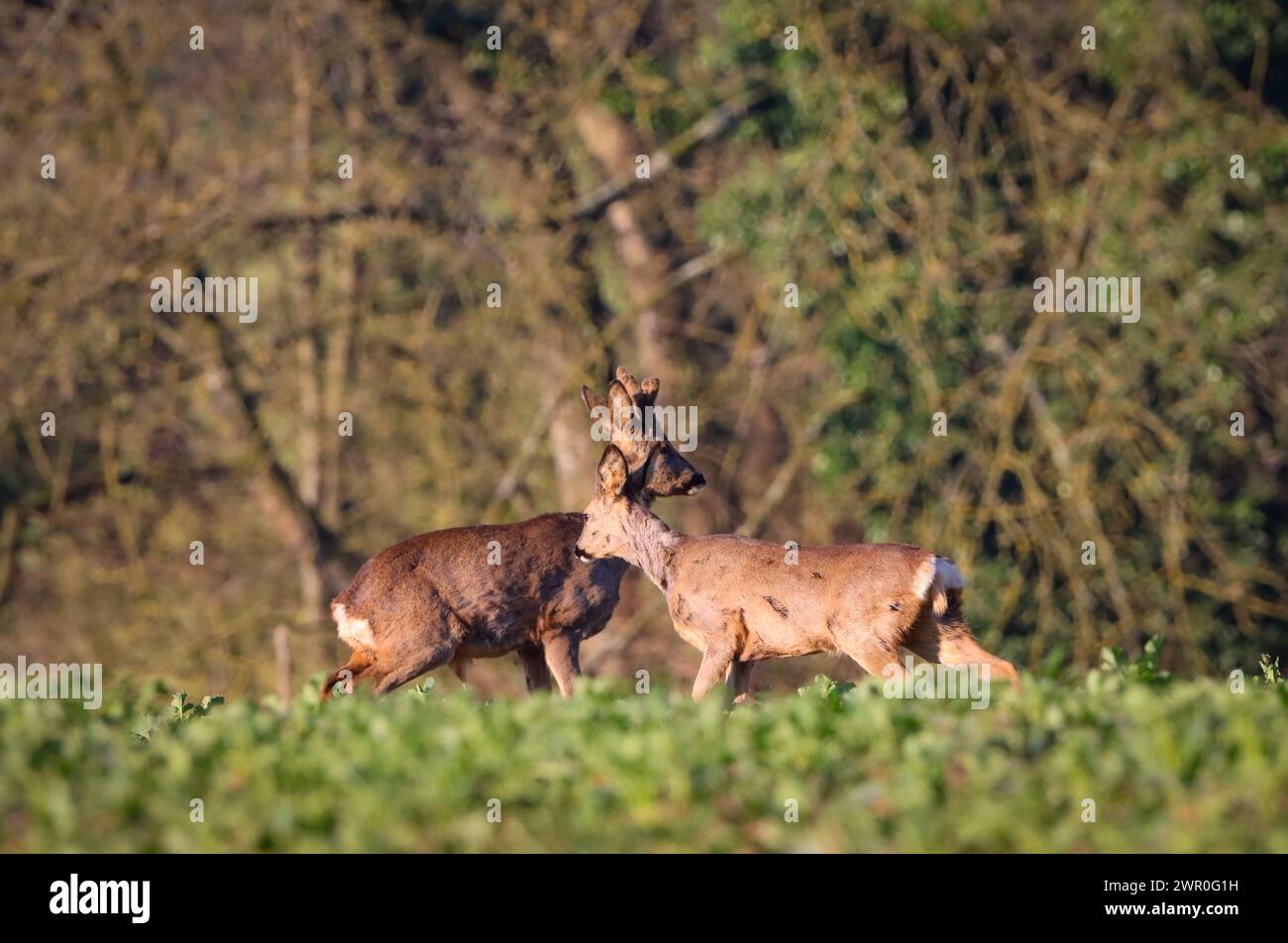 couple of two deers Stock Photo