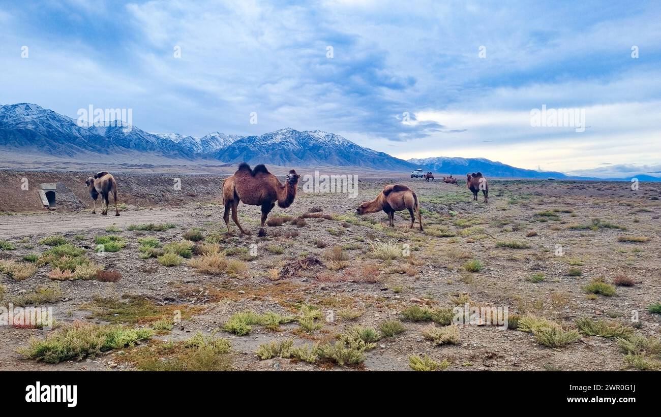 Bactrian camel in Kyrgyzstan Stock Photo