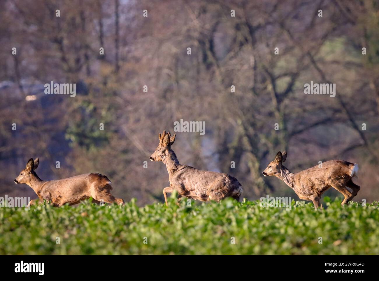 deers running over green field Stock Photo