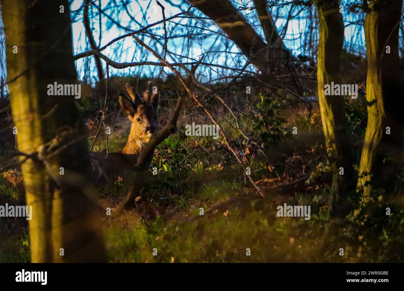 male deer relaxing in the forest Stock Photo