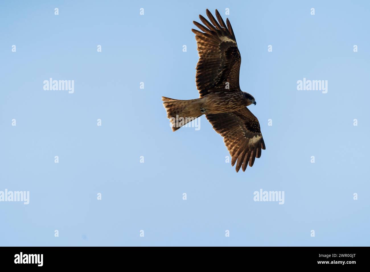 Black eared Kite, Milvus Lineatus, (sometimes called black kite), soaring in the blue sky during the warm springtime at Akashi in Japan. Stock Photo