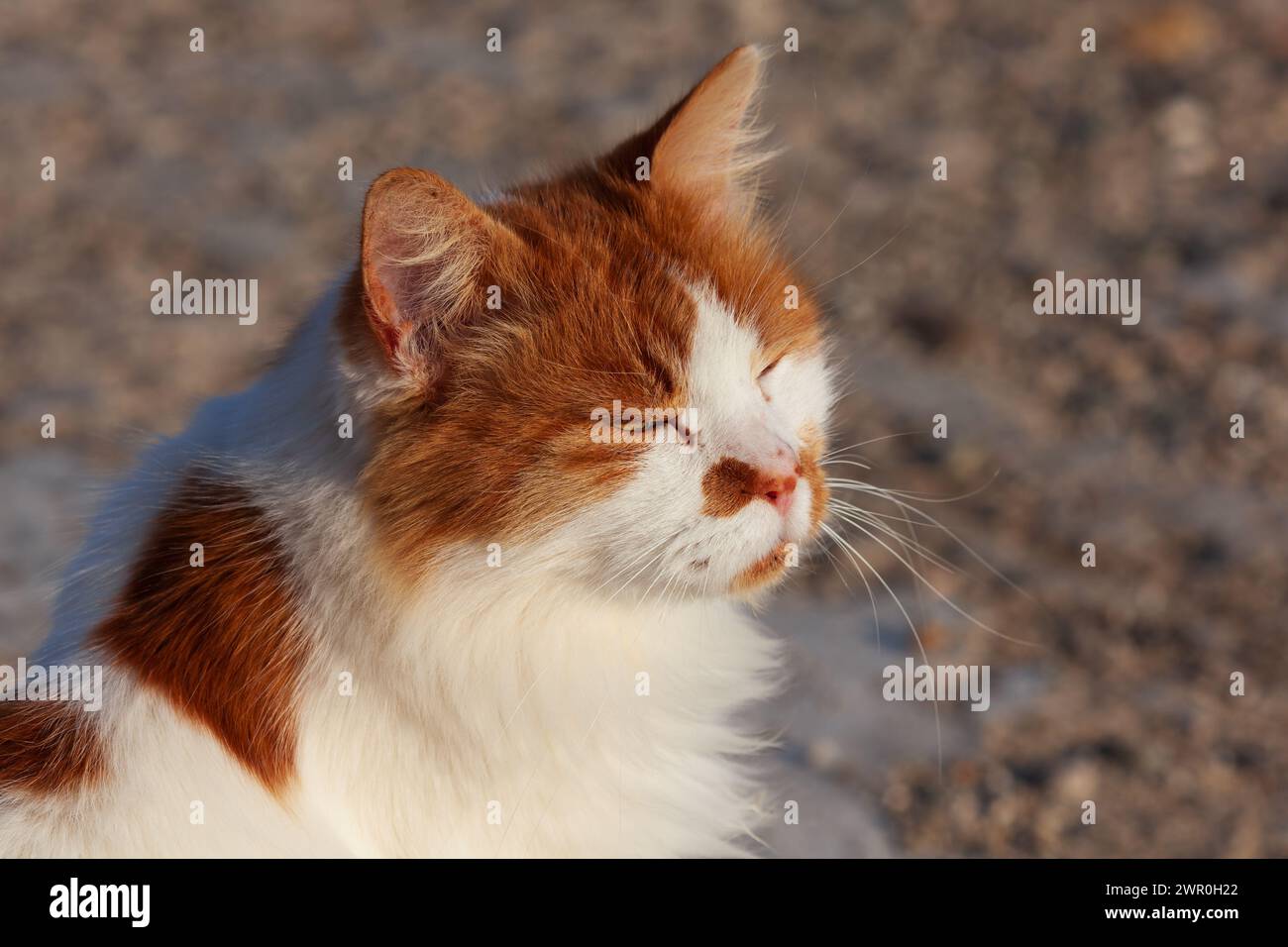 Feral, wild Cyprus ginger and white cat in the sun. Stock Photo