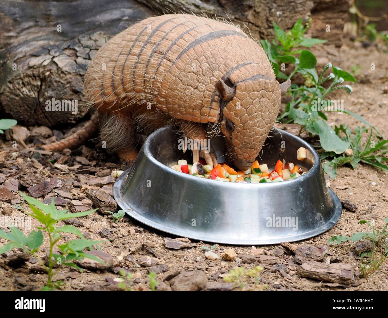 Six-banded armadillo (Euphractus sexcinctus) eating in a bowl of fruits and vegetables Stock Photo