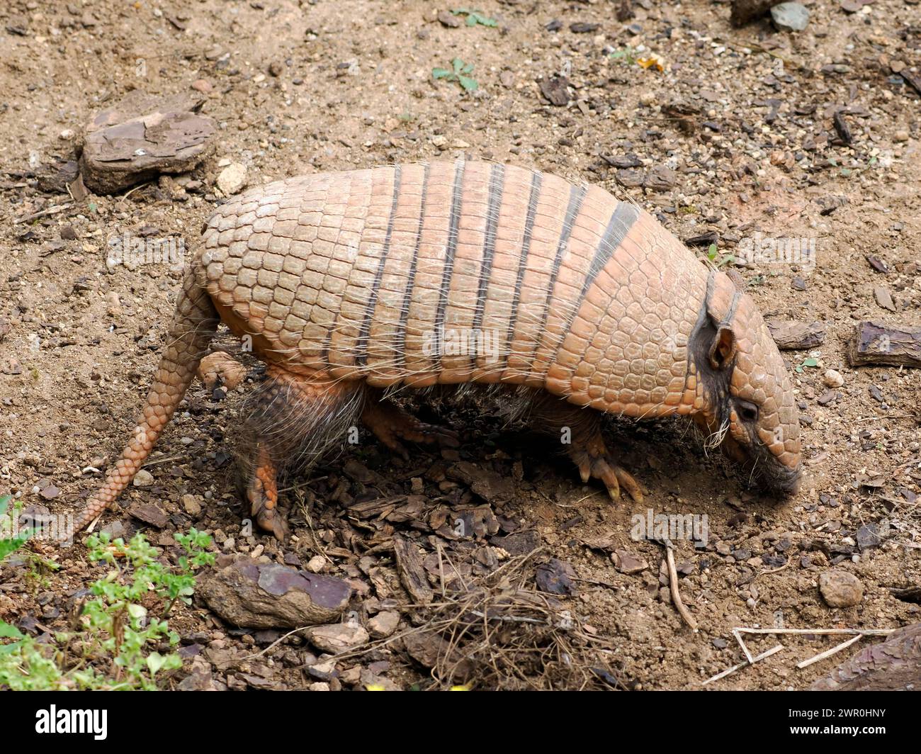 Six-banded armadillo (Euphractus sexcinctus) walking on a ground and seen from profile Stock Photo