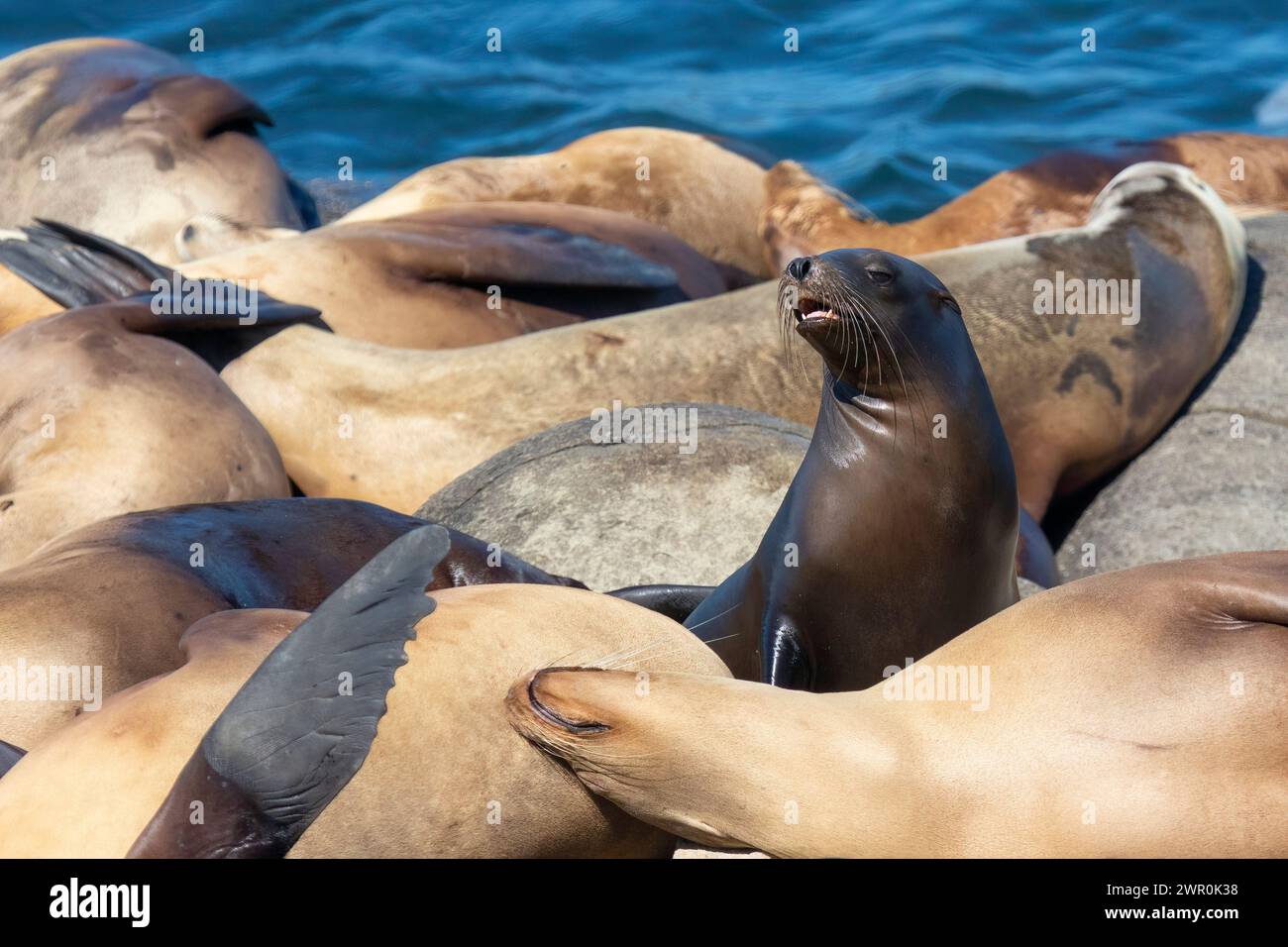 Sea Lion in a group of resting basking sea lions raises up to look around showing teeth and long whiskers California USA Stock Photo