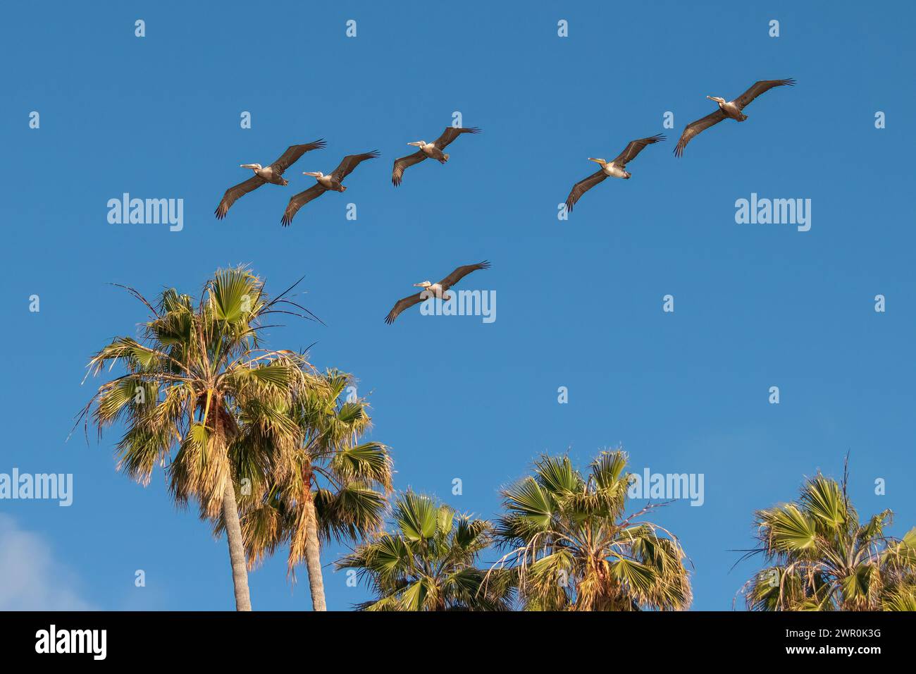 flock of six pelicans fly glide across clear blue California sky and above tall Mexican Fan Palm trees in America Stock Photo
