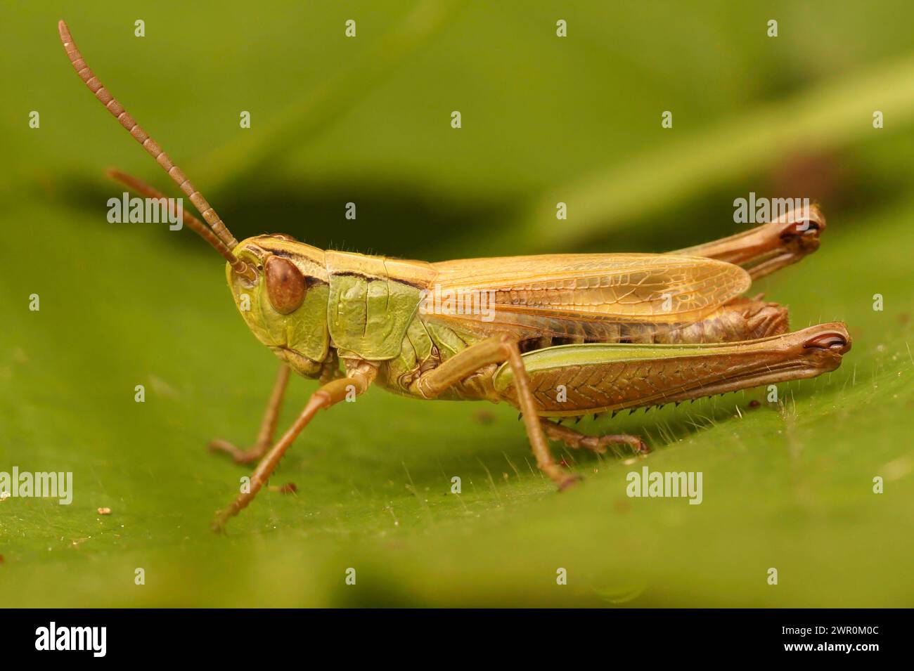 Detailed closeup on the Common meadow grasshopper, Chorthippus parallelus, sitting on a green leaf Stock Photo