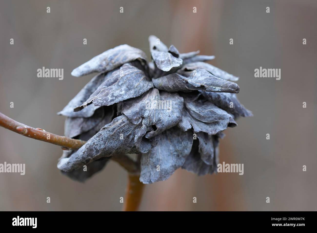 Natural closeup on a typical dried Camellia gall induction of Rabdophaga rosaria gall midge on Salix, Willow Stock Photo