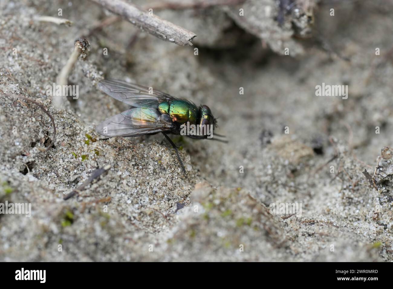 Detailed closeup on a bright metallic Green Pasture Fly, Neomyia cornicina, sitting on the ground Stock Photo
