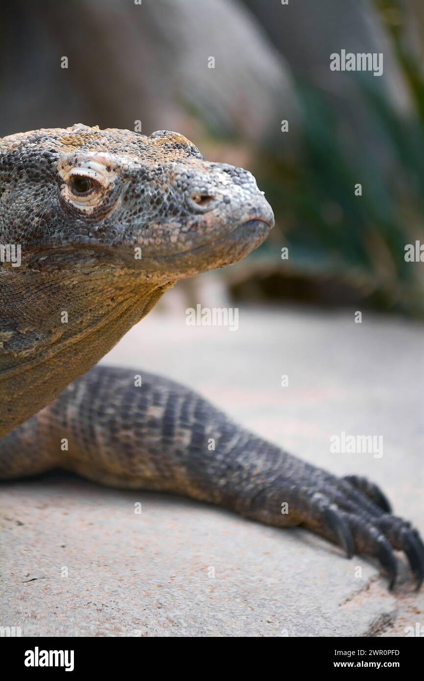 Relaxed Komodo dragon, showing its rough and scaly skin, perched on a rock with vegetation in the background. Stock Photo