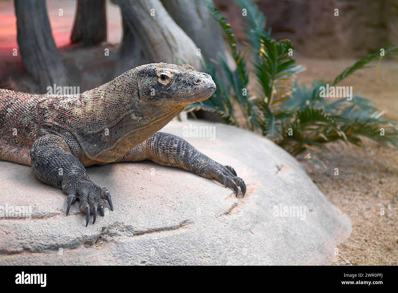 Relaxed Komodo dragon, showing its rough and scaly skin, perched on a rock with vegetation in the background. Stock Photo