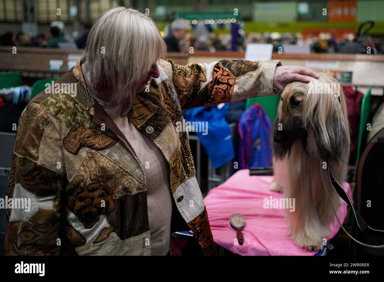 A handler prepares their Afghan Hound for the show ring on the final