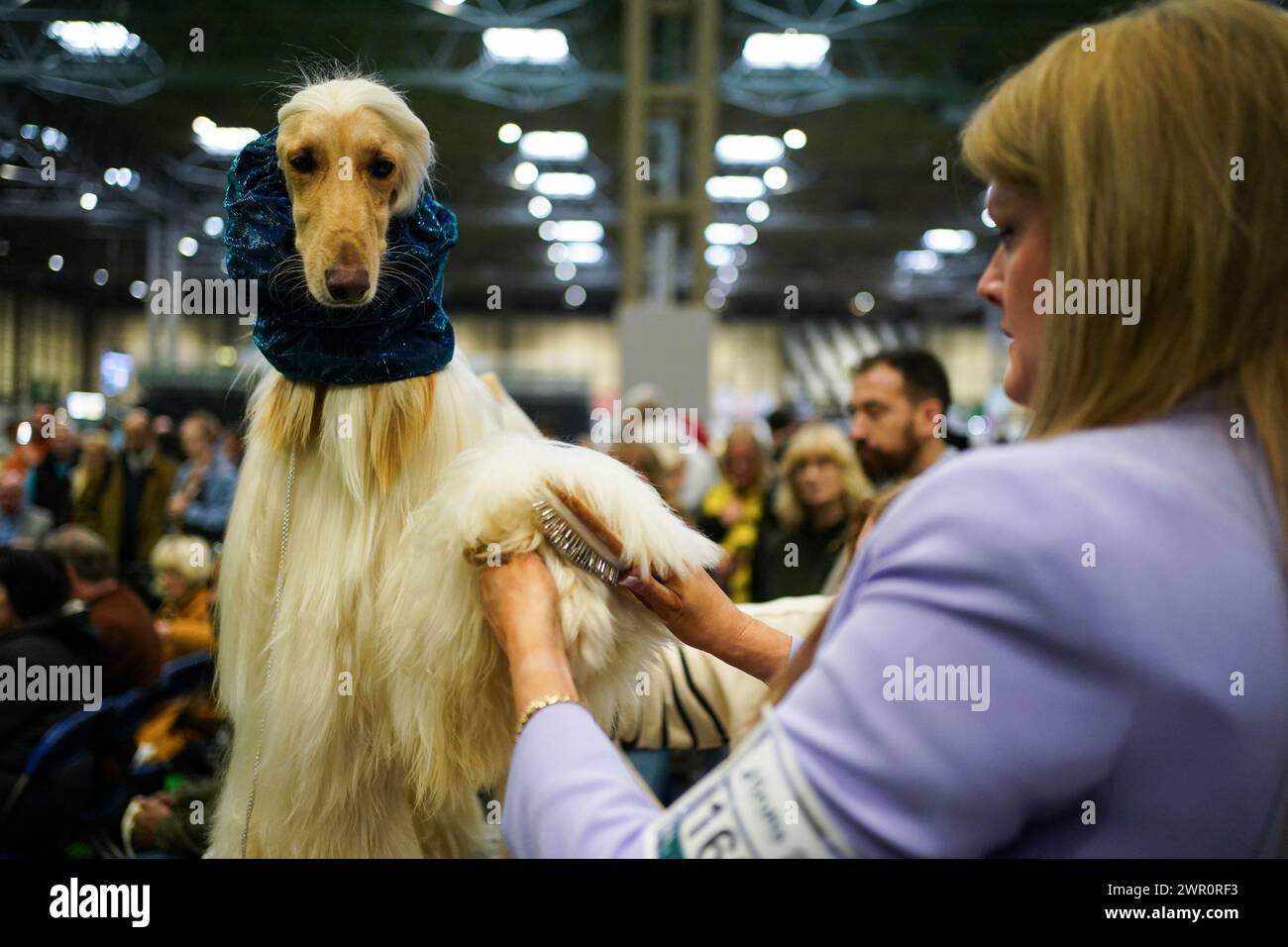 A handler prepares their Afghan Hound for the show ring on the final