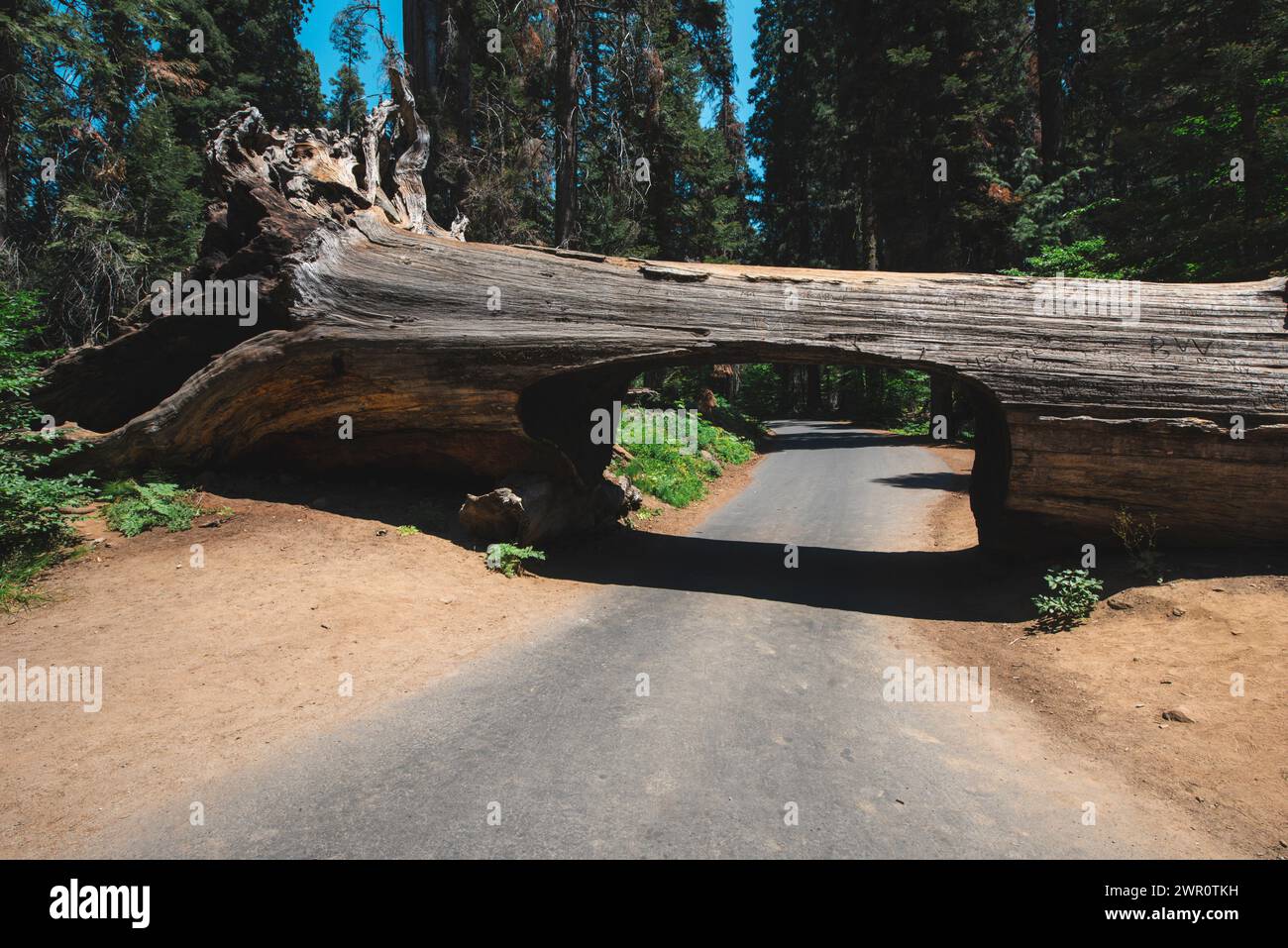 Tunnel log in sequoia national park Stock Photo