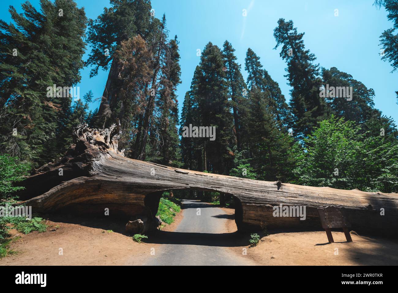 Fallen giant sequoia log carved into a tunnel Stock Photo
