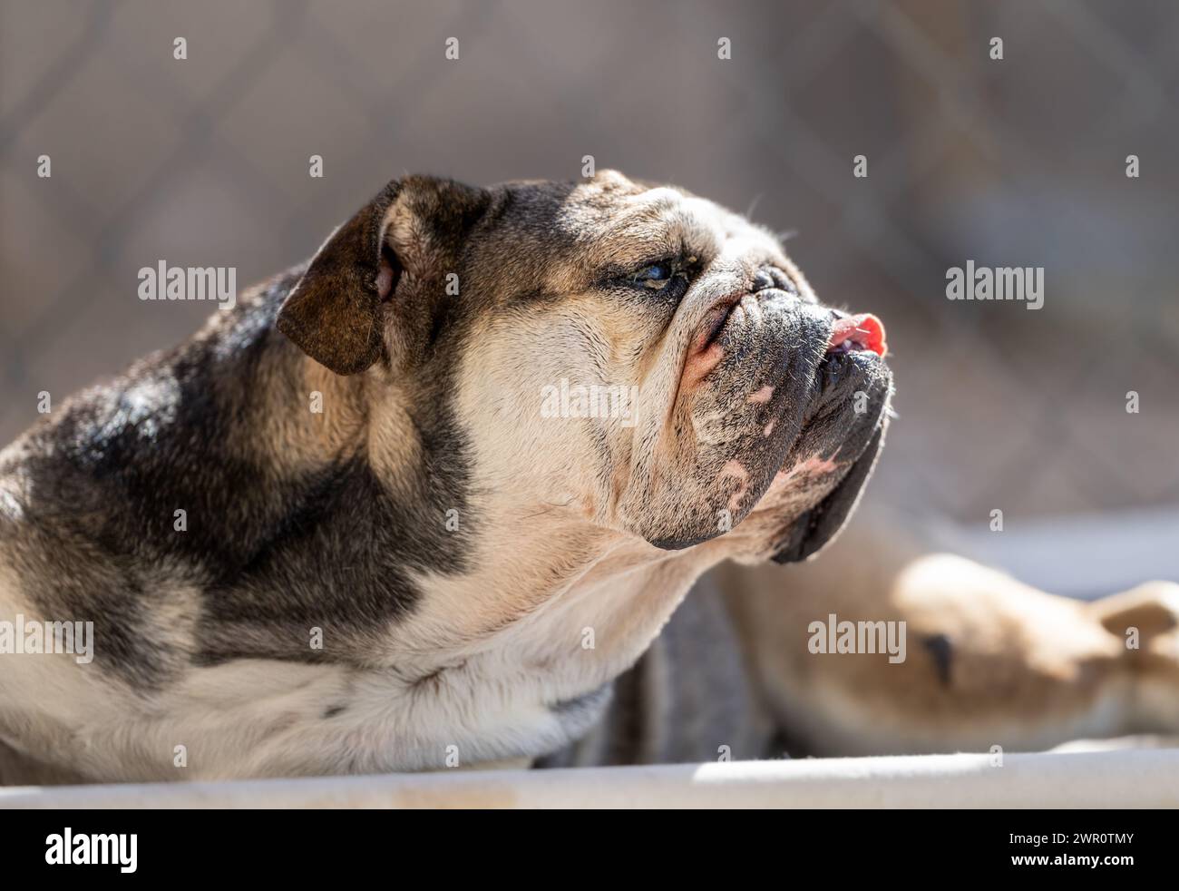 A senior English Bulldog out lying in the sun Stock Photo
