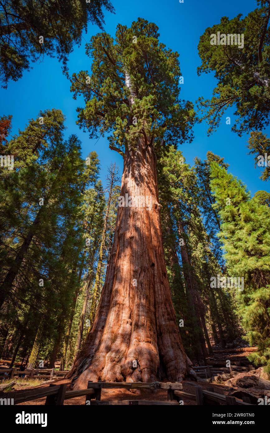 Sequoia tree named General Sherman Stock Photo