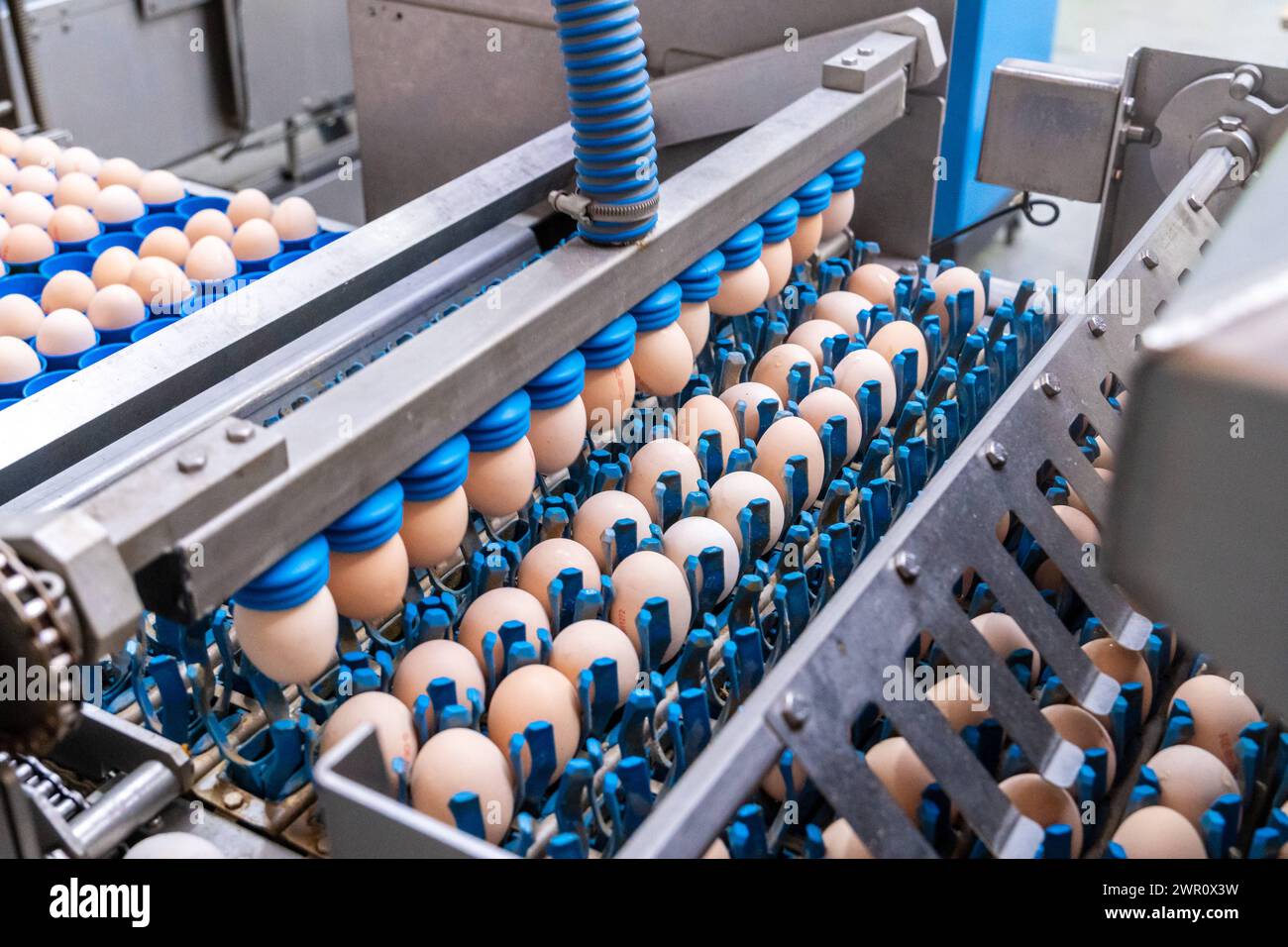 Thannhausen, Bavaria, Germany - March 10, 2024: Industrial machines loaded with chicken eggs at the Beham egg dyeing plant in Thannhausen, Bavaria *** Industrie Maschinen bestückt mit Hühnereiern bei der Eierfärberei Beham in Thannhausen, Bayern Stock Photo