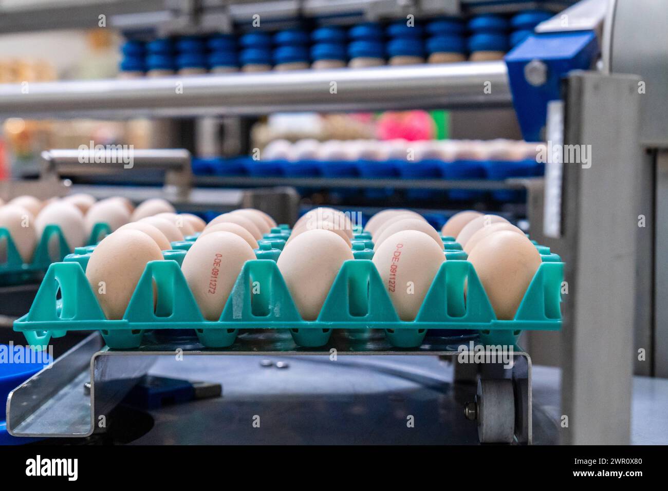 Thannhausen, Bavaria, Germany - March 10, 2024: Industrial machines loaded with chicken eggs at the Beham egg dyeing plant in Thannhausen, Bavaria *** Industrie Maschinen bestückt mit Hühnereiern bei der Eierfärberei Beham in Thannhausen, Bayern Stock Photo