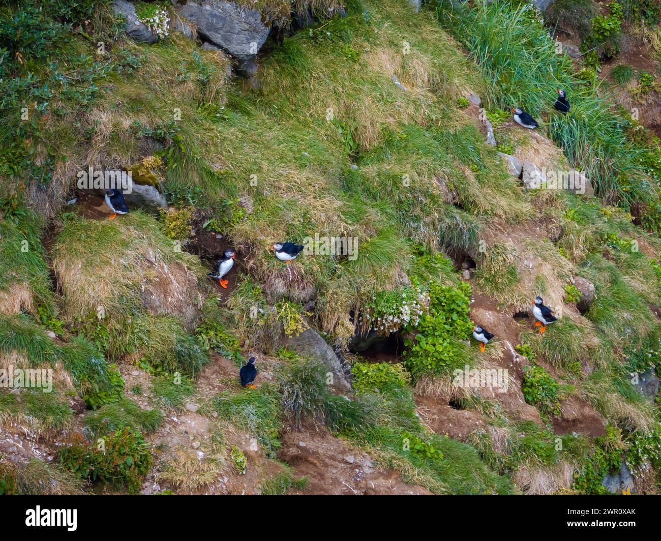 Puffins, cute small, colorful birds standing by their nests on the