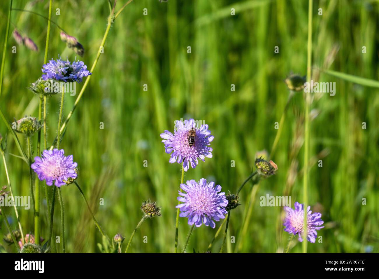 Biene sammelt Nektar auf einer Wiesen Witwenblume, Knautia arvensis Stock Photo