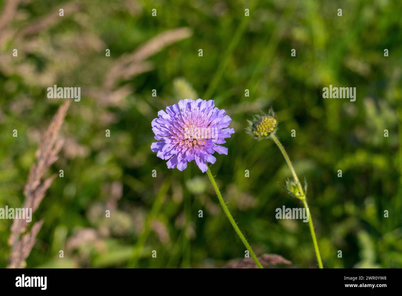 Wiesen Witwenblume, Knautia arvensis,  auf einer grünen Wiese Stock Photo