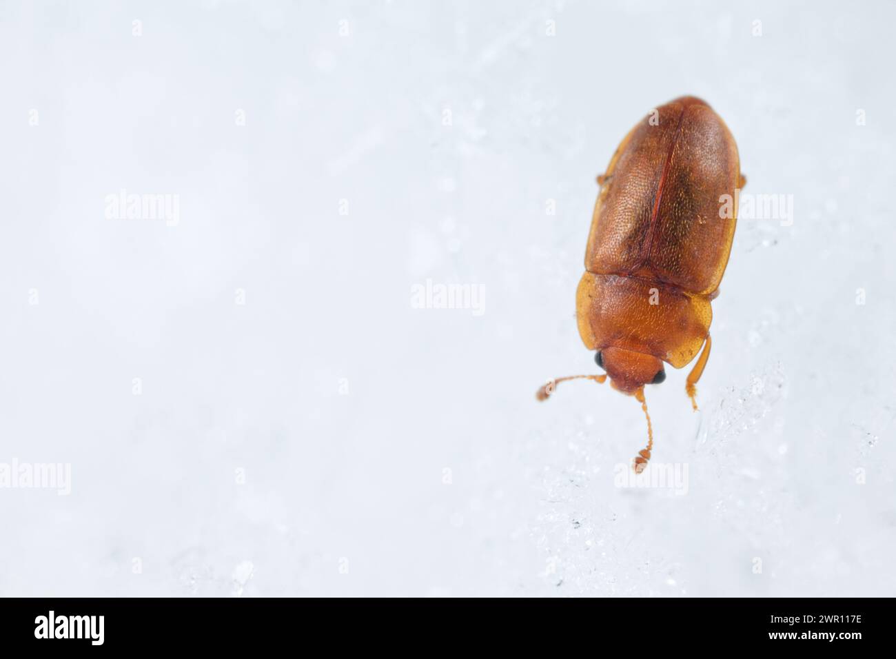 Sap feeding beetle (Epuraea) Stock Photo