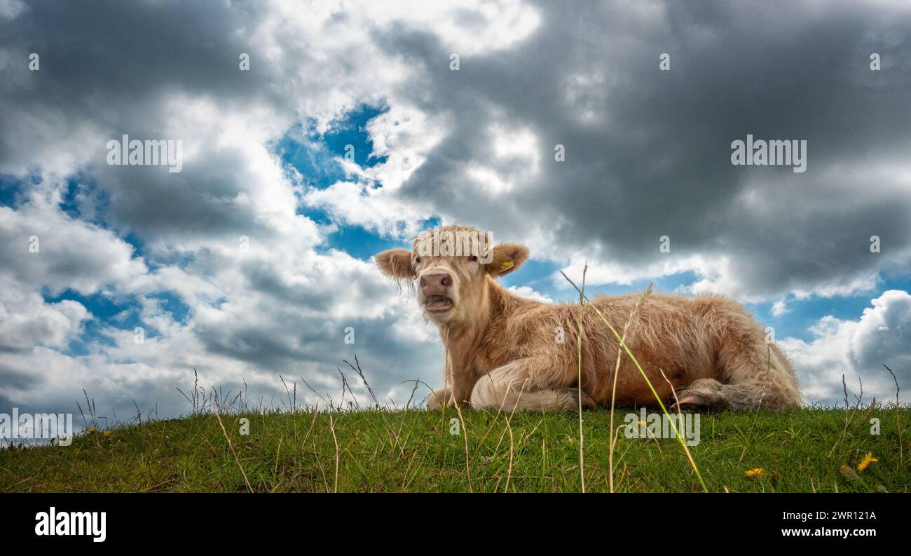 Highland Cattle calf lying down looking towards the camera on a grassy knoll with wildflowers with mouth open mooing, North Yorkshire, England, UK Stock Photo