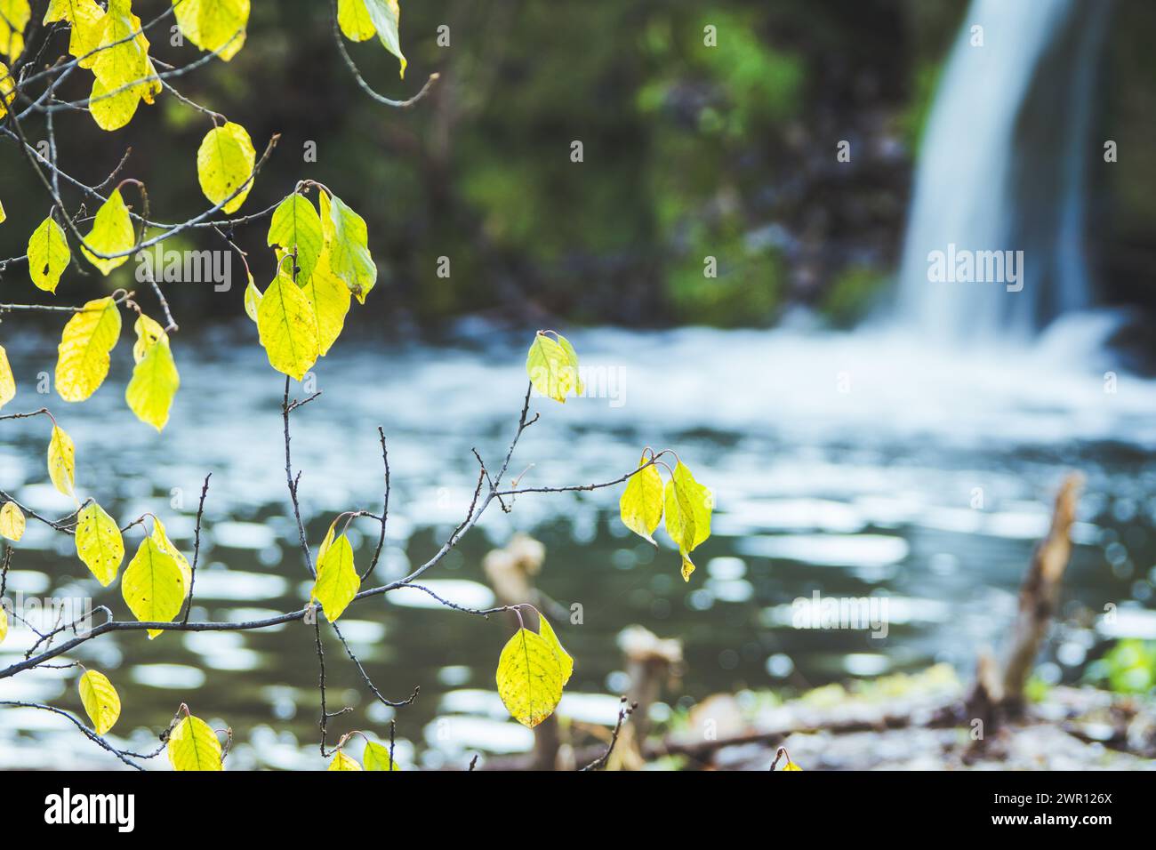 Small artificial waterfall on the forest river. Stock Photo