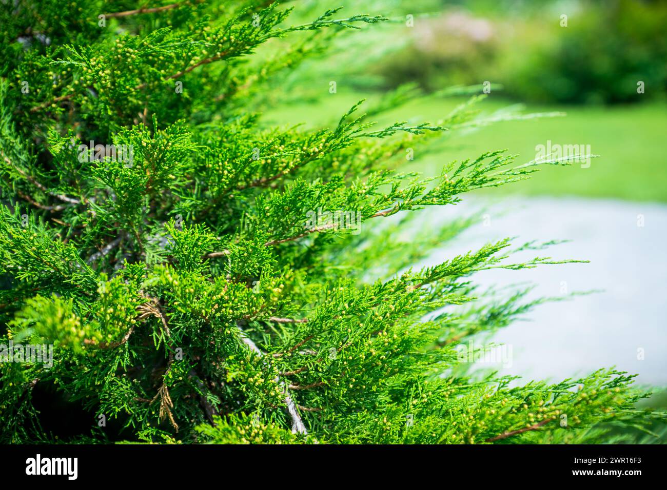 Green thuja bush in the garden. Selective focus. Stock Photo
