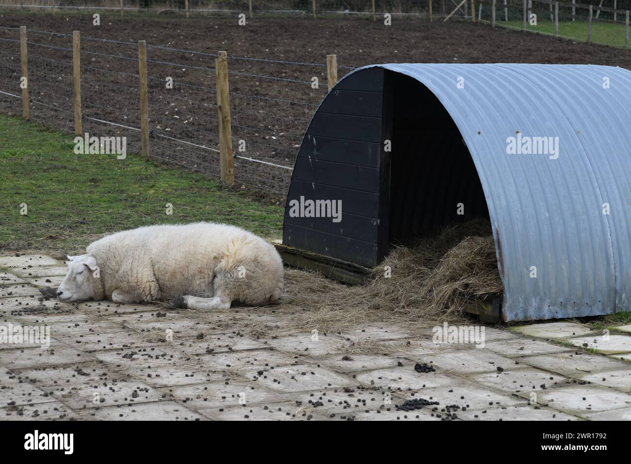 Sheep and pen Stock Photo