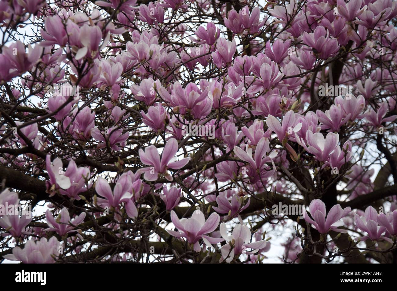 Magnolia tree full bloom hi-res stock photography and images - Alamy