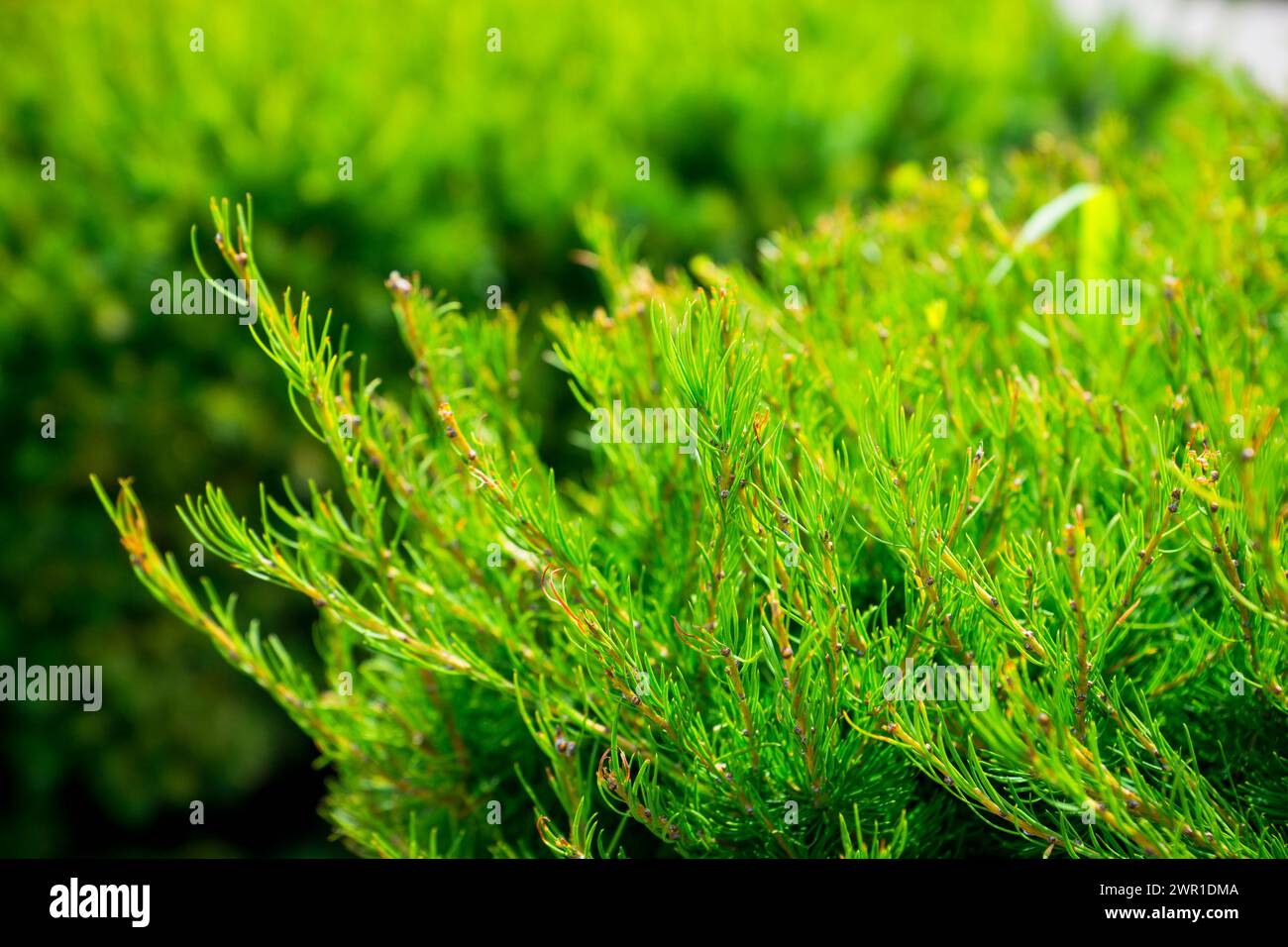Green thuja bush in the garden. Selective focus. Stock Photo
