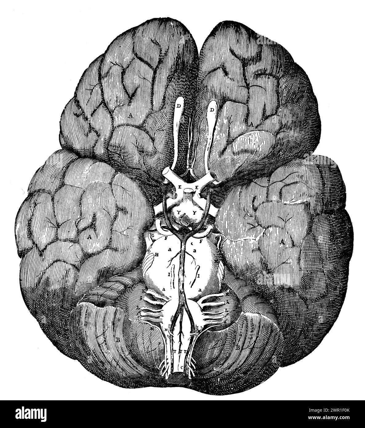 'The Circle of Willis', from 'Cerebri Anatome', 1664. By Thomas Willis (1621-1675). Illustration by Sir Christopher Wren (1632-1723). Willis was a pioneer in research into the anatomy of the brain, nervous system and muscles. His most notable discovery was the 'Circle of Willis', a circle of arteries on the base of the brain. Willis's anatomy of the brain and nerves, as described in his Cerebri Anatome of 1664, is minute and elaborate. Stock Photo