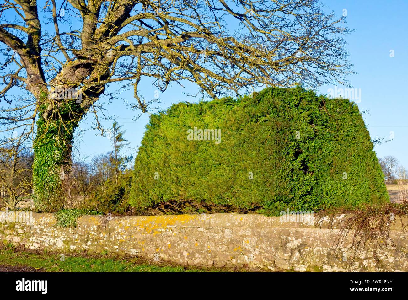 Close up of an isolated block of Leyland Cypress or Leylandii (cupressocyparis leylandii) hedge or hedging, neatly trimmed and maintained. Stock Photo