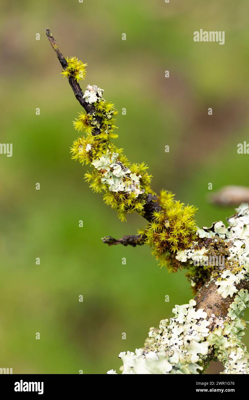Close up of several varieties of lichen growing on a tree branch against a blurred green background, England, UK Stock Photo