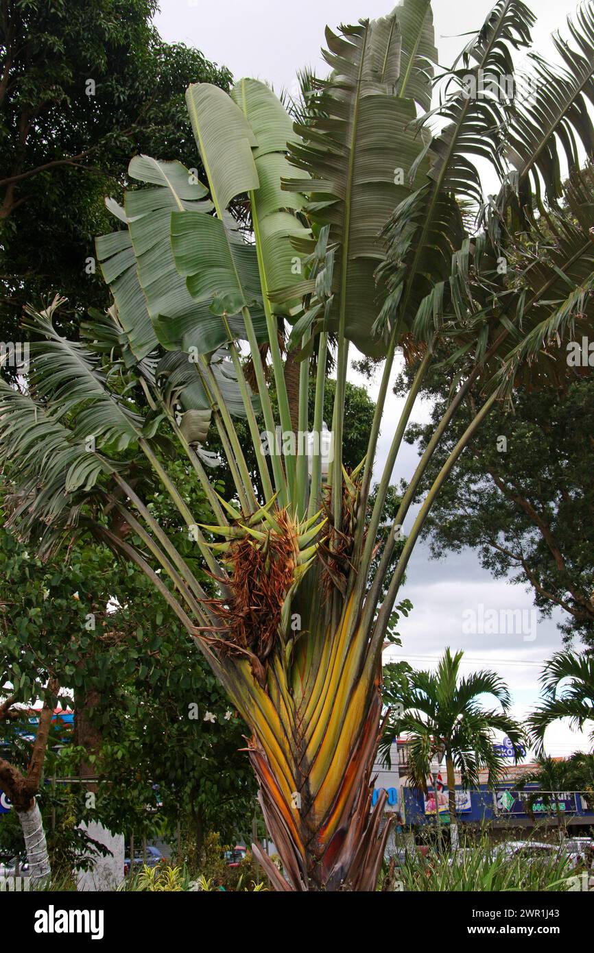 Traveller's Palm, Ravenala madagascariensis, Strelitziaceae. A native of Madagascar. Grecia, Costa Rica. Stock Photo