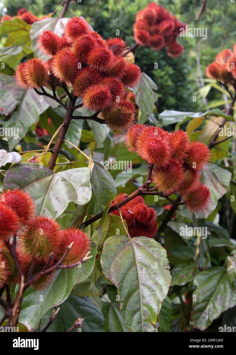 Achiote or Lipstick Tree, Bixa orellana, is a shrub or small tree originating from the tropical region of the Americas. North, Central, and South Amer Stock Photo