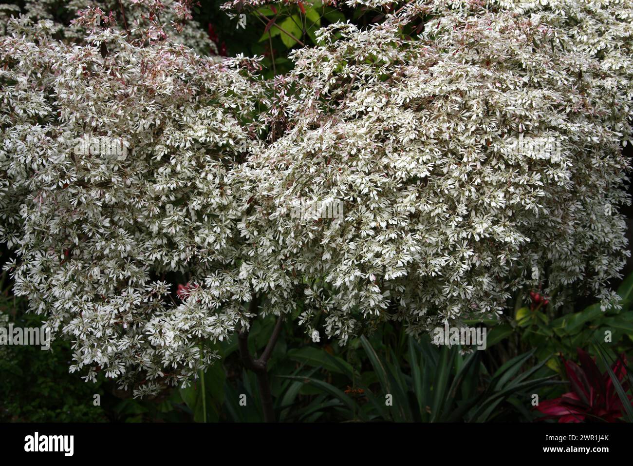 White Christmas flowers or Pascuita, White-Laced Euphorbia, Euphorbia Ieucocephala, Euphorbiaceae. Costa Rica. Stock Photo
