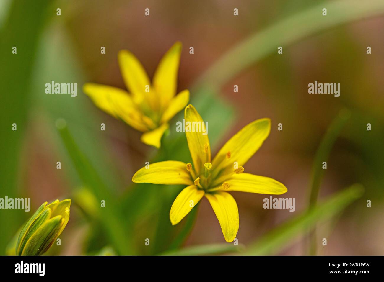 macro of a yellow star-of-Bethlehem flower Stock Photo