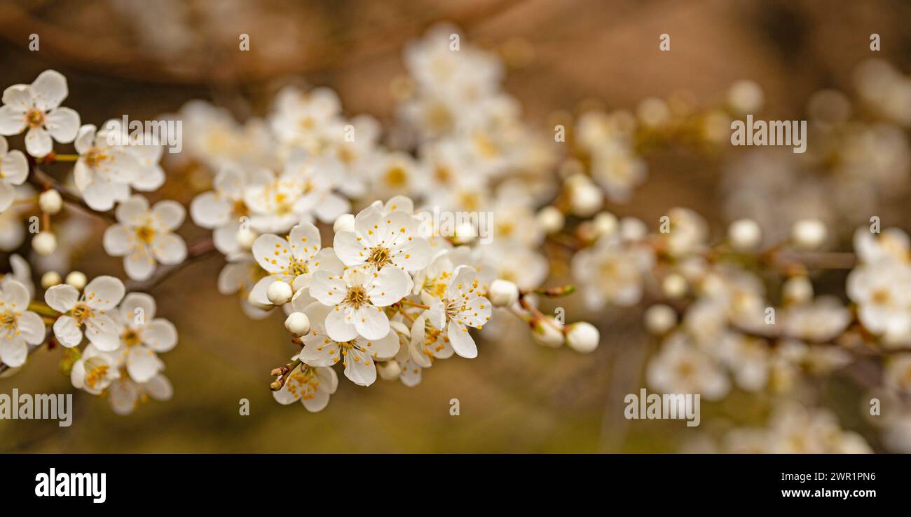 white blooming hawthorn flowers in early spring Stock Photo