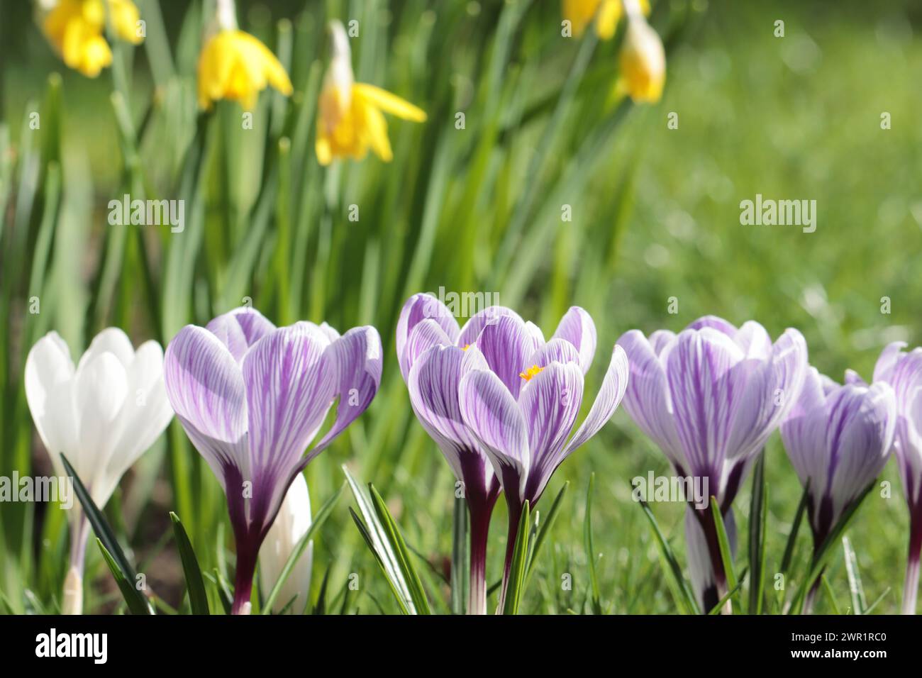 Close-up view of beautiful sunlit Crocus vernus flowers against spring-like background Stock Photo