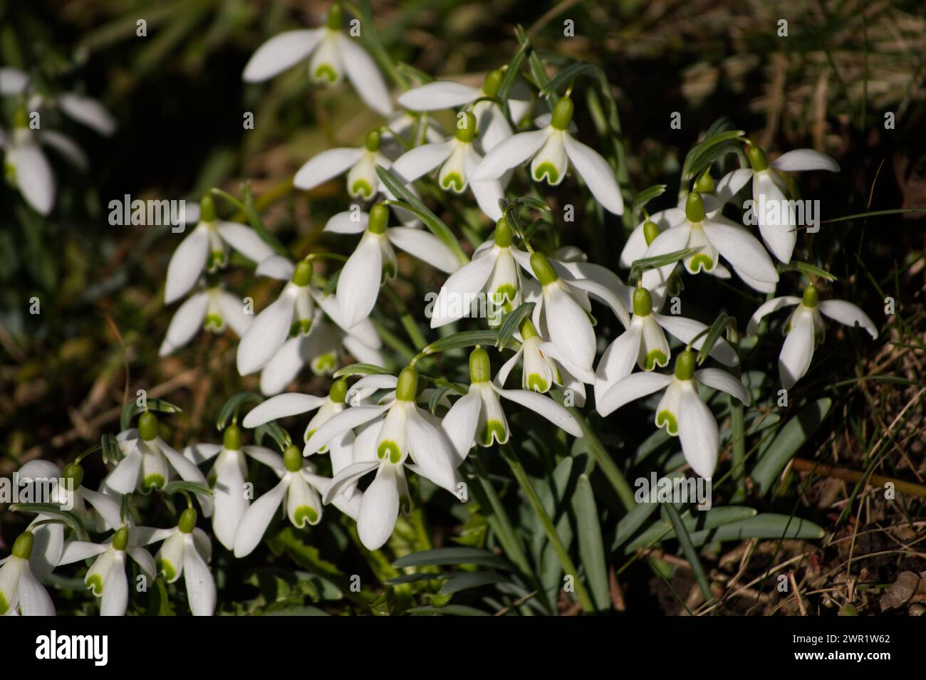 Close-up of snowdrops Stock Photo