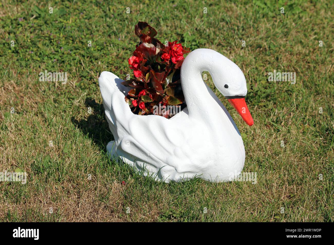 Freshly painted new handmade concrete garden decoration white swan with bright red beak filled with fresh dark red flowers mixed with leathery leaves Stock Photo
